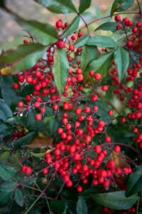 Hawthorn Tree