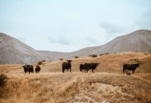 cattle going out to pasture on Beltane