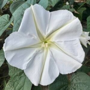 Profile photo of angela